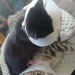 Beach Boulevard Pet Hospital