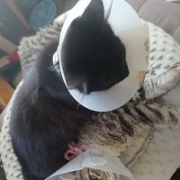 Beach Boulevard Pet Hospital ico