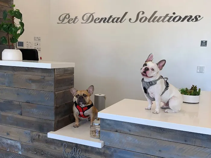Pet Dental Solutions Picture 3