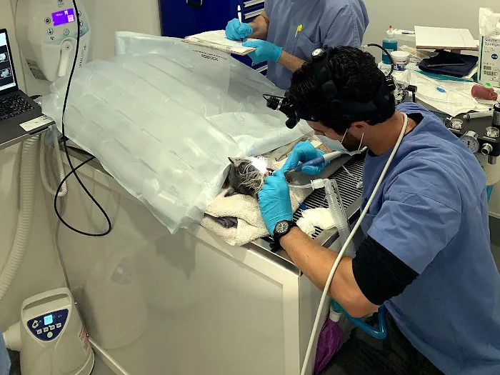 Pet Dental Solutions Picture 10