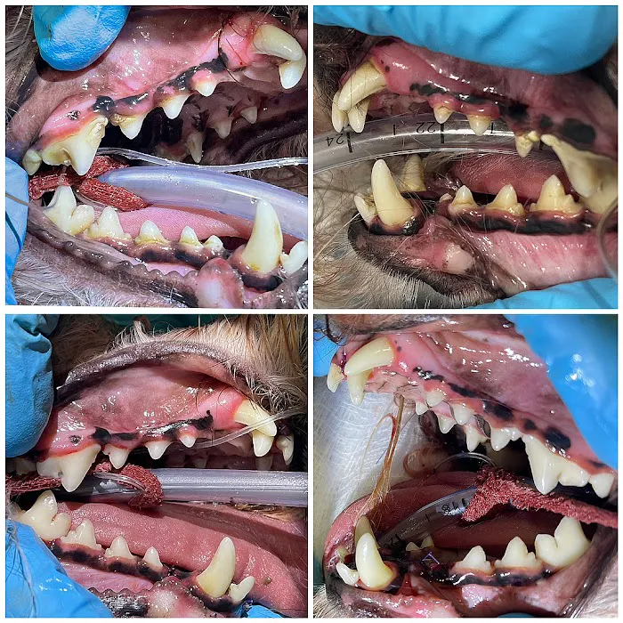 Pet Dental Solutions Picture 2