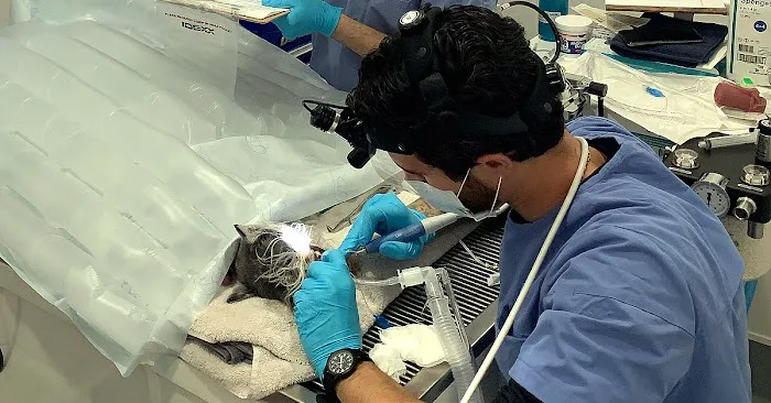 Pet Dental Solutions Picture 8