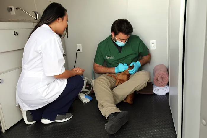 Qualified Pet Dental Picture 2
