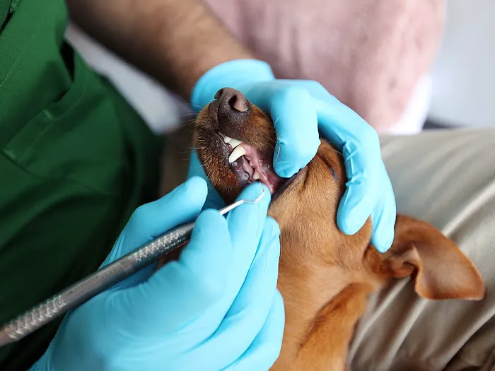 Qualified Pet Dental Picture 6
