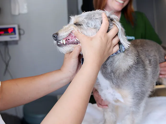 Qualified Pet Dental Picture 5
