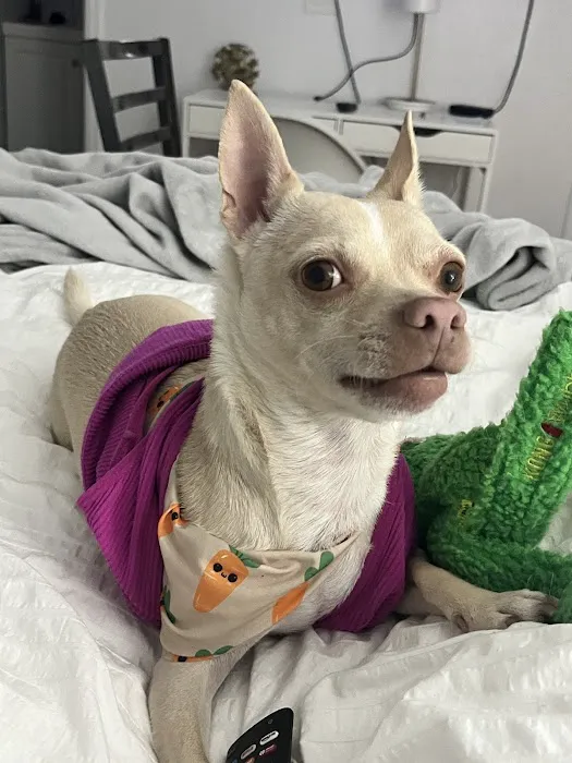 Qualified Pet Dental Picture 7