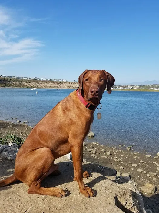 Beach City Animal Hospital Picture 5