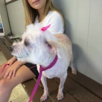 Warner Avenue Animal Hospital ico