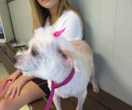 Warner Avenue Animal Hospital