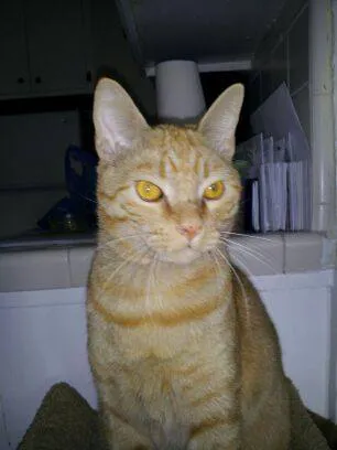Magnolia Animal Hospital Picture 6