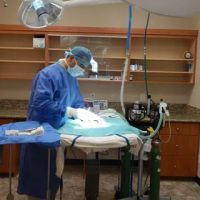 Magnolia Animal Hospital ico