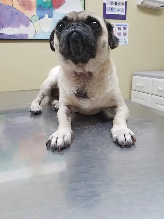 Katella Animal Clinic Picture 1