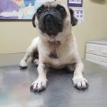 Katella Animal Clinic