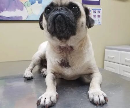 Katella Animal Clinic