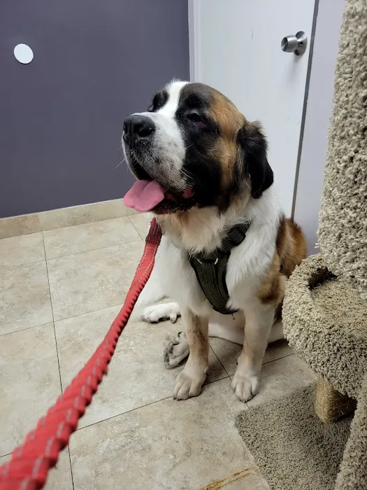 Katella Animal Clinic Picture 5