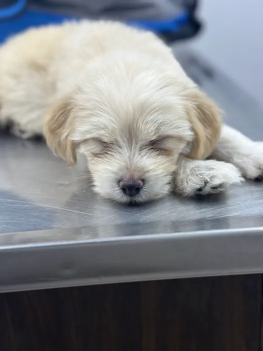 Katella Animal Clinic Picture 3