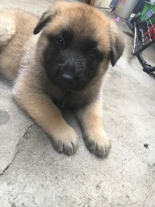 Katella Animal Clinic Picture 4