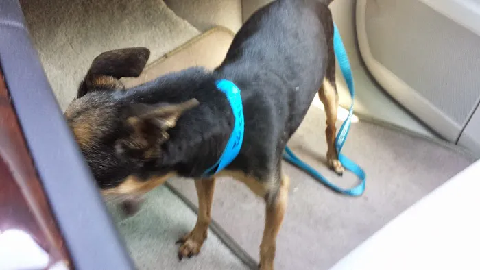 Katella Animal Clinic Picture 7