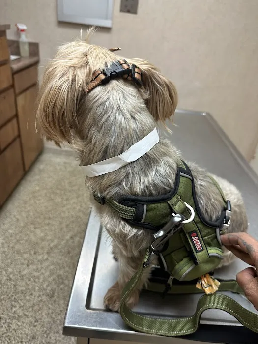 Garden Grove Dog and Cat Hospital Picture 7