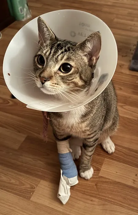 Garden Grove Dog and Cat Hospital Picture 3