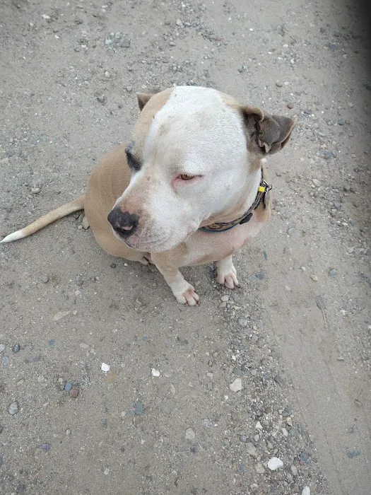 Garden Grove Dog and Cat Hospital Picture 10