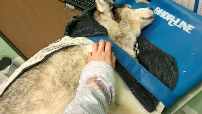 Anchor Animal Hospital Picture 6