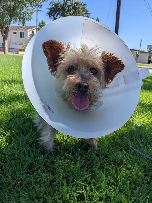 Community Veterinary Hospital Picture 3