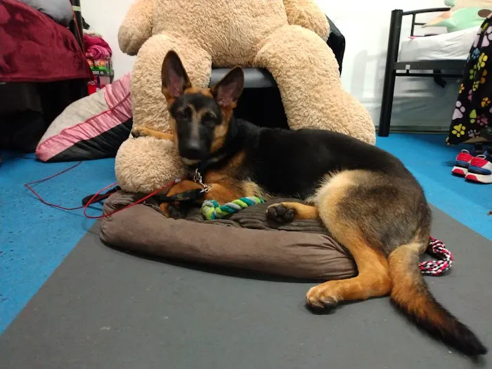 Animal Discount Clinic Picture 7