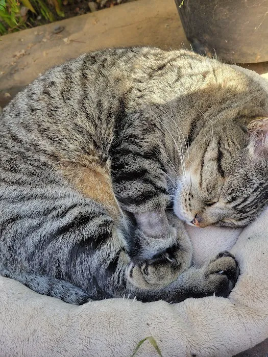 Cottage Pet Hospital Picture 6