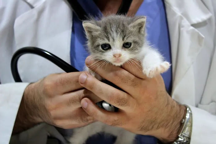 Cottage Pet Hospital Picture 1