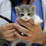 Cottage Pet Hospital