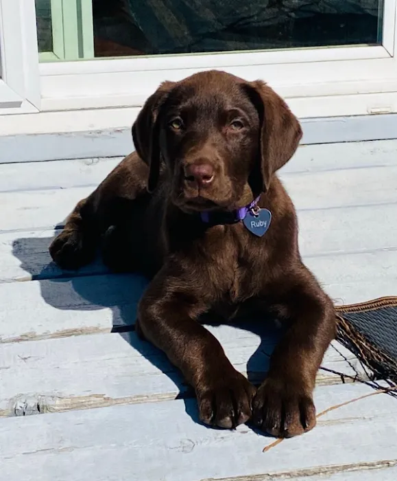 Harbor Pines Veterinary Center Picture 9