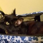 Harbor Pines Veterinary Center