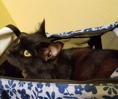 Harbor Pines Veterinary Center