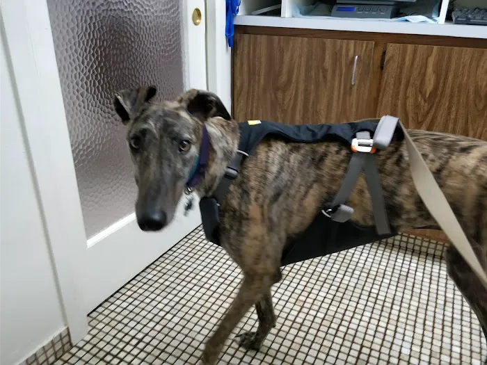 Animal Hospital of Redondo Beach Picture 8