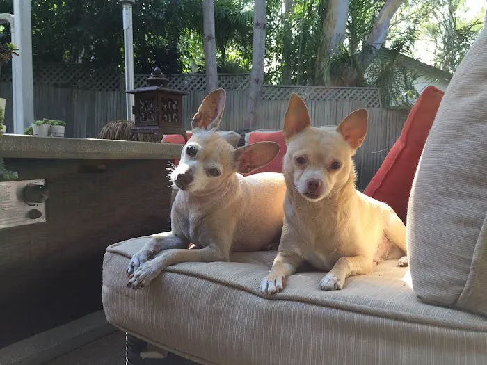 Animal Hospital of Redondo Beach Picture 1