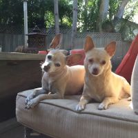 Animal Hospital of Redondo Beach ico