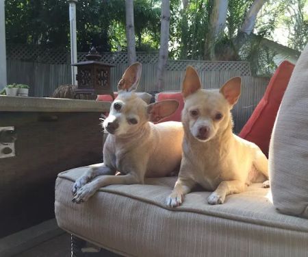 Animal Hospital of Redondo Beach