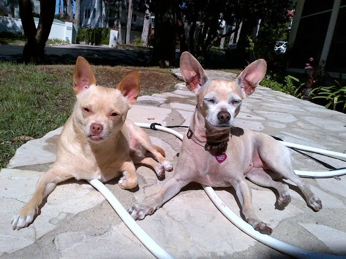Animal Hospital of Redondo Beach Picture 3