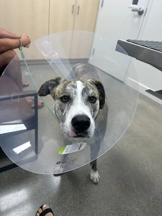 Pacific Coast Animal Hospital Picture 1