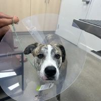 Pacific Coast Animal Hospital ico