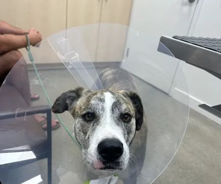 Pacific Coast Animal Hospital