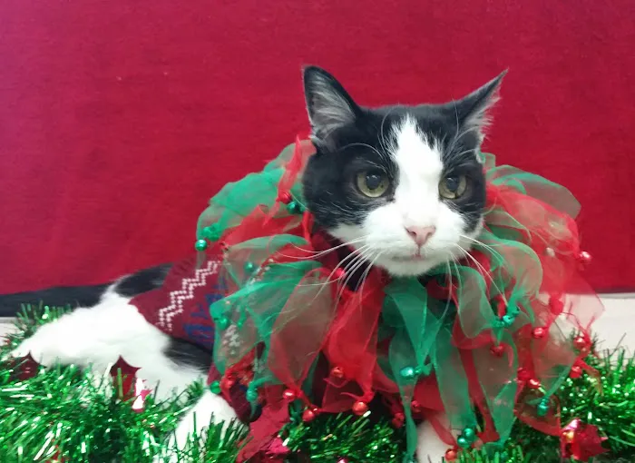 Redondo Shores Veterinary Center Picture 8