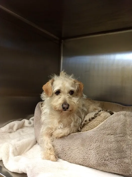 Redondo Shores Veterinary Center Picture 5