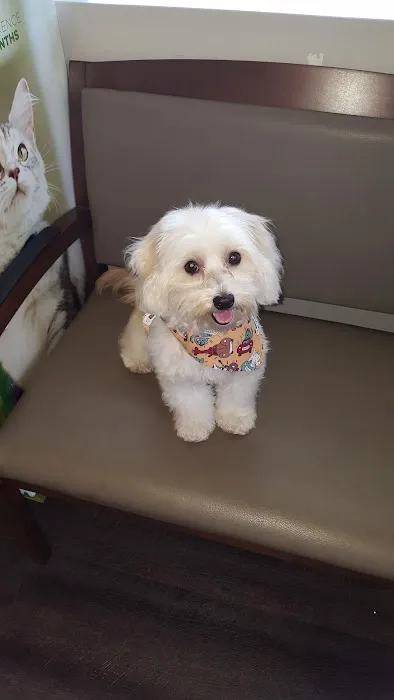 VCA Coast Animal Hospital Picture 4