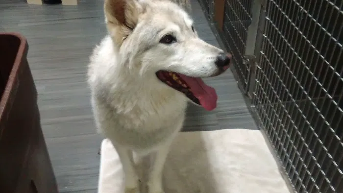 VCA Coast Animal Hospital Picture 10
