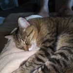 Hermosa Animal Hospital: Overturf Kimberley DVM