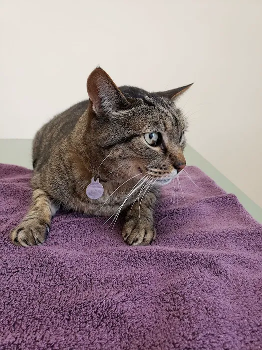 VCA Hermosa Animal Hospital Picture 9