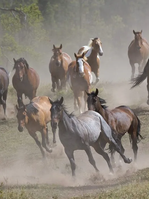 Larry H. Kelly, DVM - Equine Veterinarian Picture 1