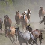 Larry H. Kelly, DVM - Equine Veterinarian